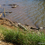 Thumb for Log or not log